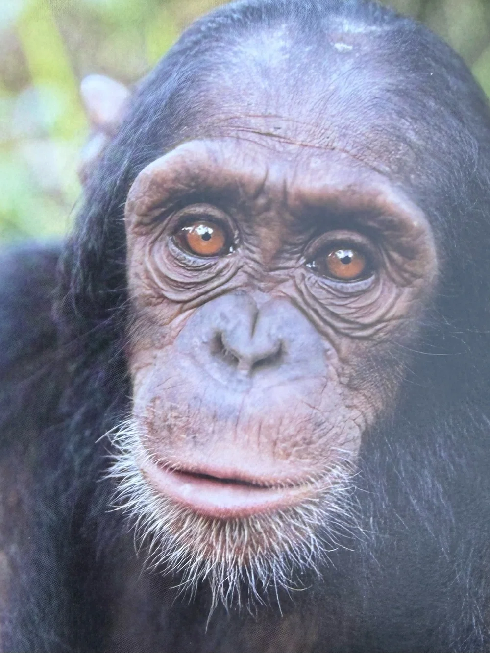 Jane Goodall Institute Greeting Cards Photo Print, Blank, Set 4